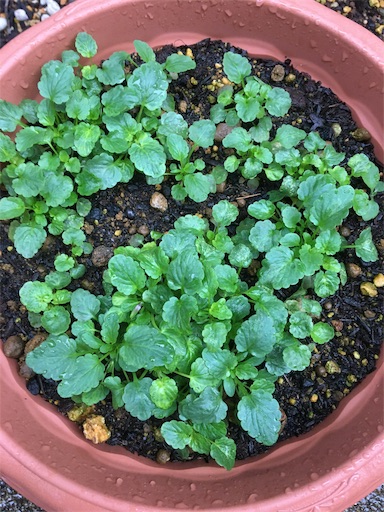 f:id:poalgarden87:20191202160255j:image f:id:poalgarden87:20191202160255j:image
