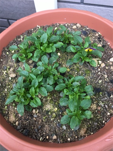 f:id:poalgarden87:20191202160311j:image f:id:poalgarden87:20191202160311j:image