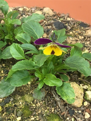 f:id:poalgarden87:20191202160319j:image f:id:poalgarden87:20191202160319j:image