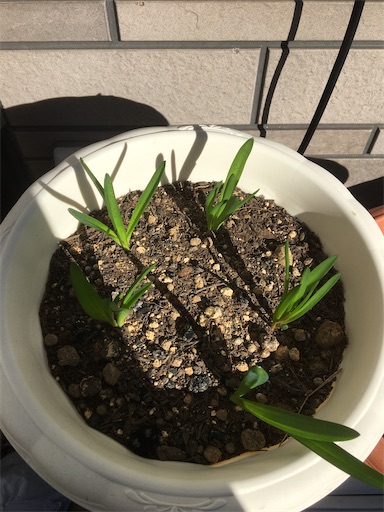 f:id:poalgarden87:20191204150752j:image f:id:poalgarden87:20191204150752j:image