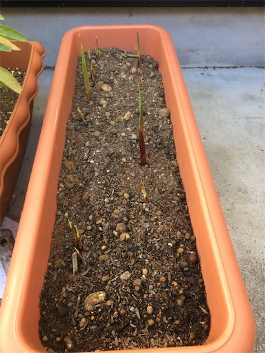 f:id:poalgarden87:20191205161545j:image f:id:poalgarden87:20191205161545j:image