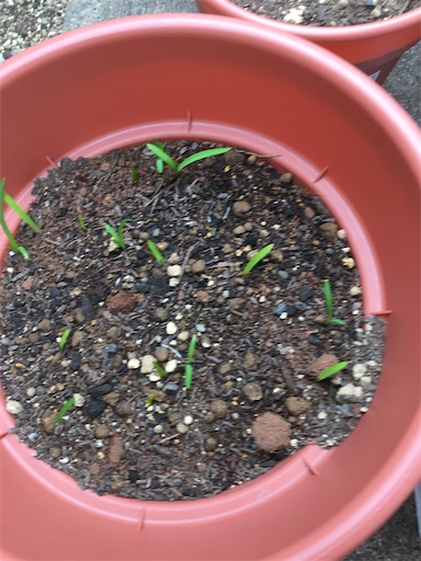 f:id:poalgarden87:20191209135708j:image f:id:poalgarden87:20191209135708j:image