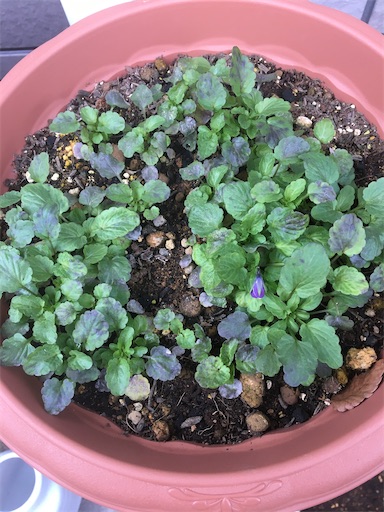 f:id:poalgarden87:20191214041654j:image f:id:poalgarden87:20191214041654j:image