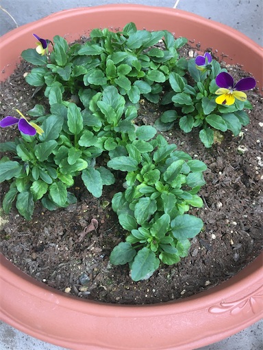 f:id:poalgarden87:20191214041709j:image f:id:poalgarden87:20191214041709j:image