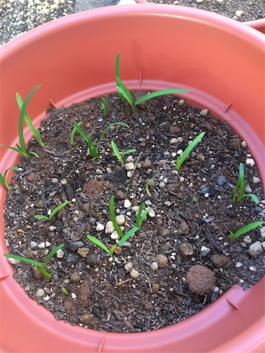 f:id:poalgarden87:20191217114538j:image f:id:poalgarden87:20191217114538j:image