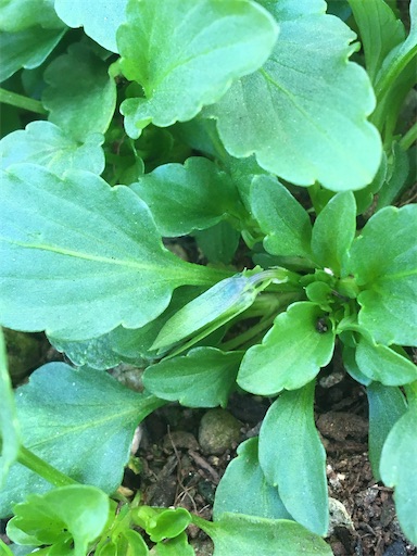 f:id:poalgarden87:20191221090500j:image f:id:poalgarden87:20191221090500j:image