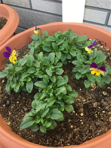 f:id:poalgarden87:20191221090517j:image f:id:poalgarden87:20191221090517j:image