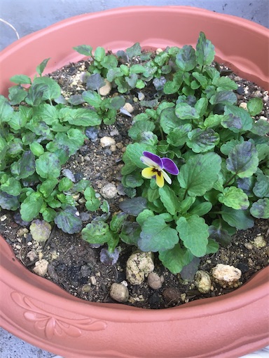 f:id:poalgarden87:20191221090535j:image f:id:poalgarden87:20191221090535j:image