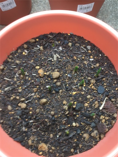 f:id:poalgarden87:20191226113853j:image f:id:poalgarden87:20191226113853j:image
