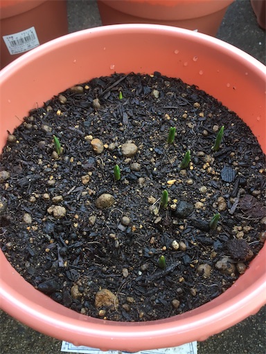 f:id:poalgarden87:20191226114044j:image f:id:poalgarden87:20191226114044j:image
