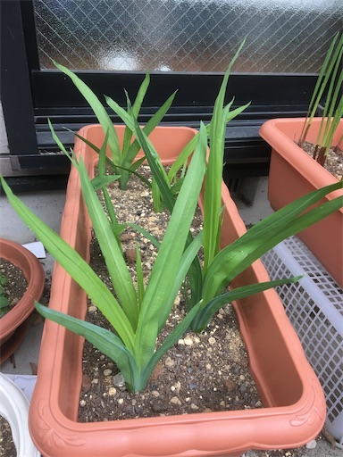 f:id:poalgarden87:20191227212655j:image f:id:poalgarden87:20191227212655j:image