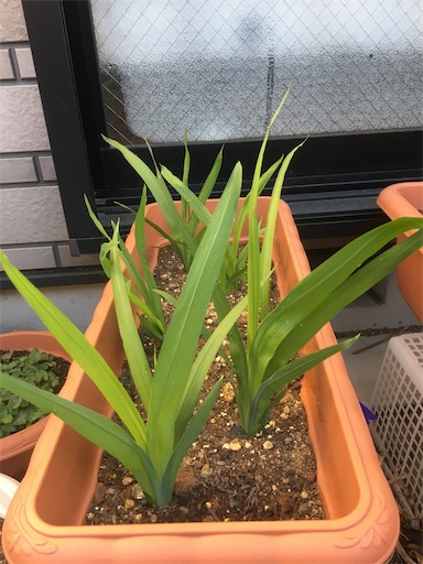 f:id:poalgarden87:20191227212801j:image f:id:poalgarden87:20191227212801j:image