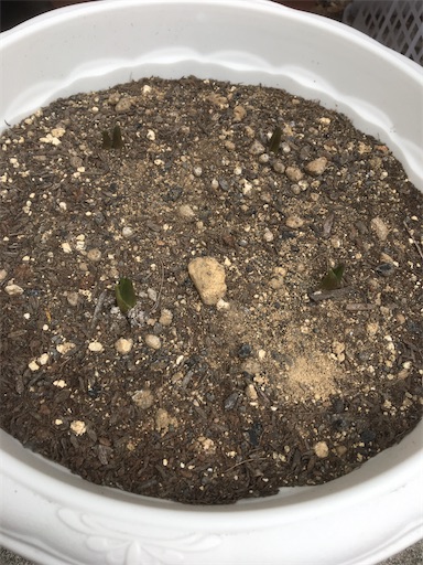 f:id:poalgarden87:20191228100016j:image f:id:poalgarden87:20191228100016j:image