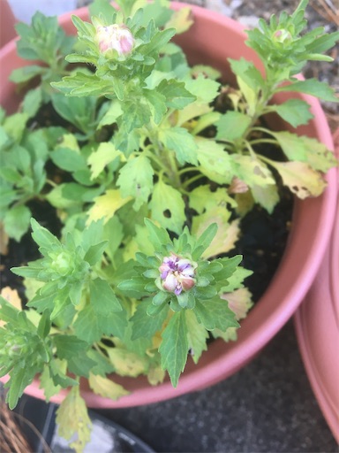 f:id:poalgarden87:20200120140842j:image f:id:poalgarden87:20200120140842j:image
