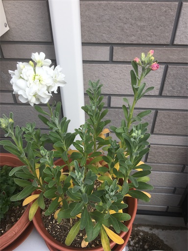 f:id:poalgarden87:20200127110346j:image f:id:poalgarden87:20200127110346j:image