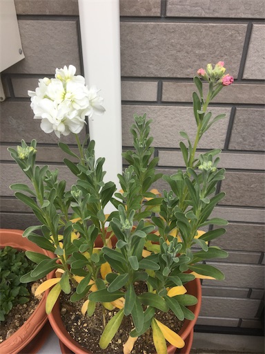 f:id:poalgarden87:20200127110433j:image f:id:poalgarden87:20200127110433j:image