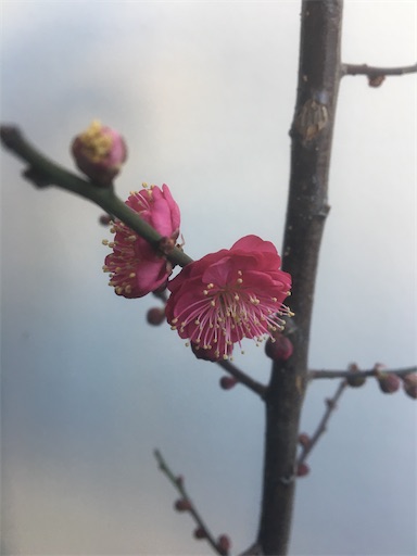 f:id:poalgarden87:20200202224207j:image f:id:poalgarden87:20200202224207j:image