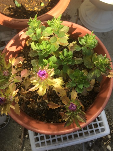 f:id:poalgarden87:20200206092137j:image f:id:poalgarden87:20200206092137j:image