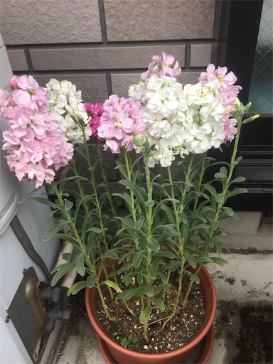 f:id:poalgarden87:20200308142216j:image f:id:poalgarden87:20200308142216j:image