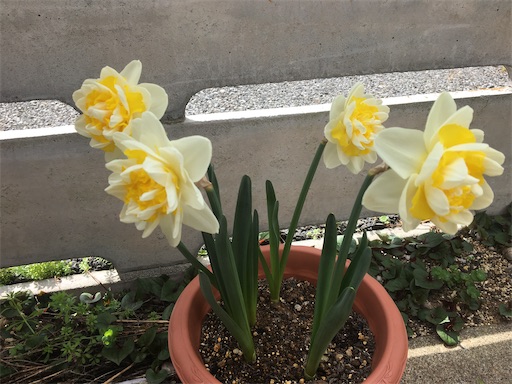 f:id:poalgarden87:20200318000034j:image f:id:poalgarden87:20200318000034j:image