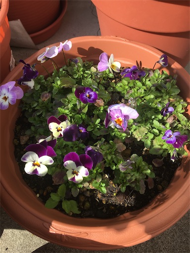 f:id:poalgarden87:20200318184747j:image f:id:poalgarden87:20200318184747j:image