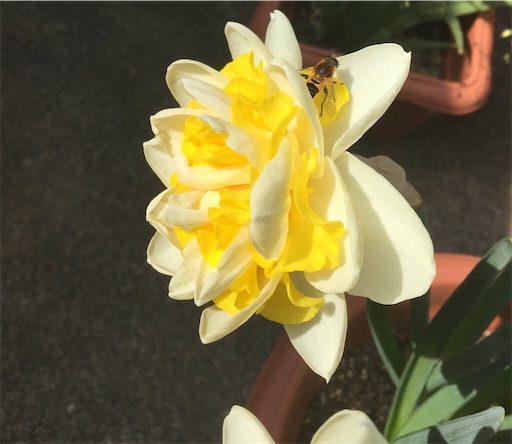 f:id:poalgarden87:20200322180827j:image f:id:poalgarden87:20200322180827j:image