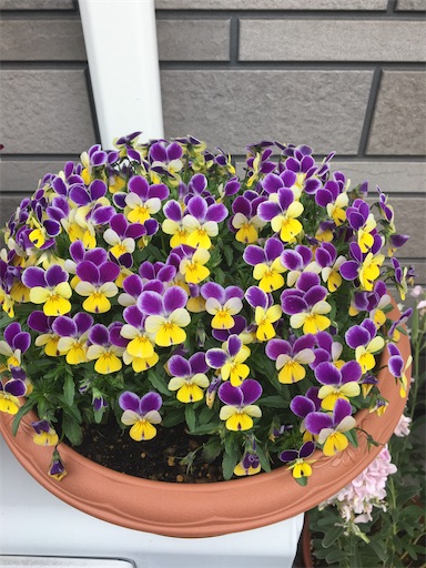 f:id:poalgarden87:20200323105359j:image f:id:poalgarden87:20200323105359j:image