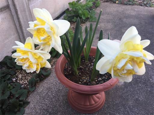 f:id:poalgarden87:20200324103734j:image f:id:poalgarden87:20200324103734j:image
