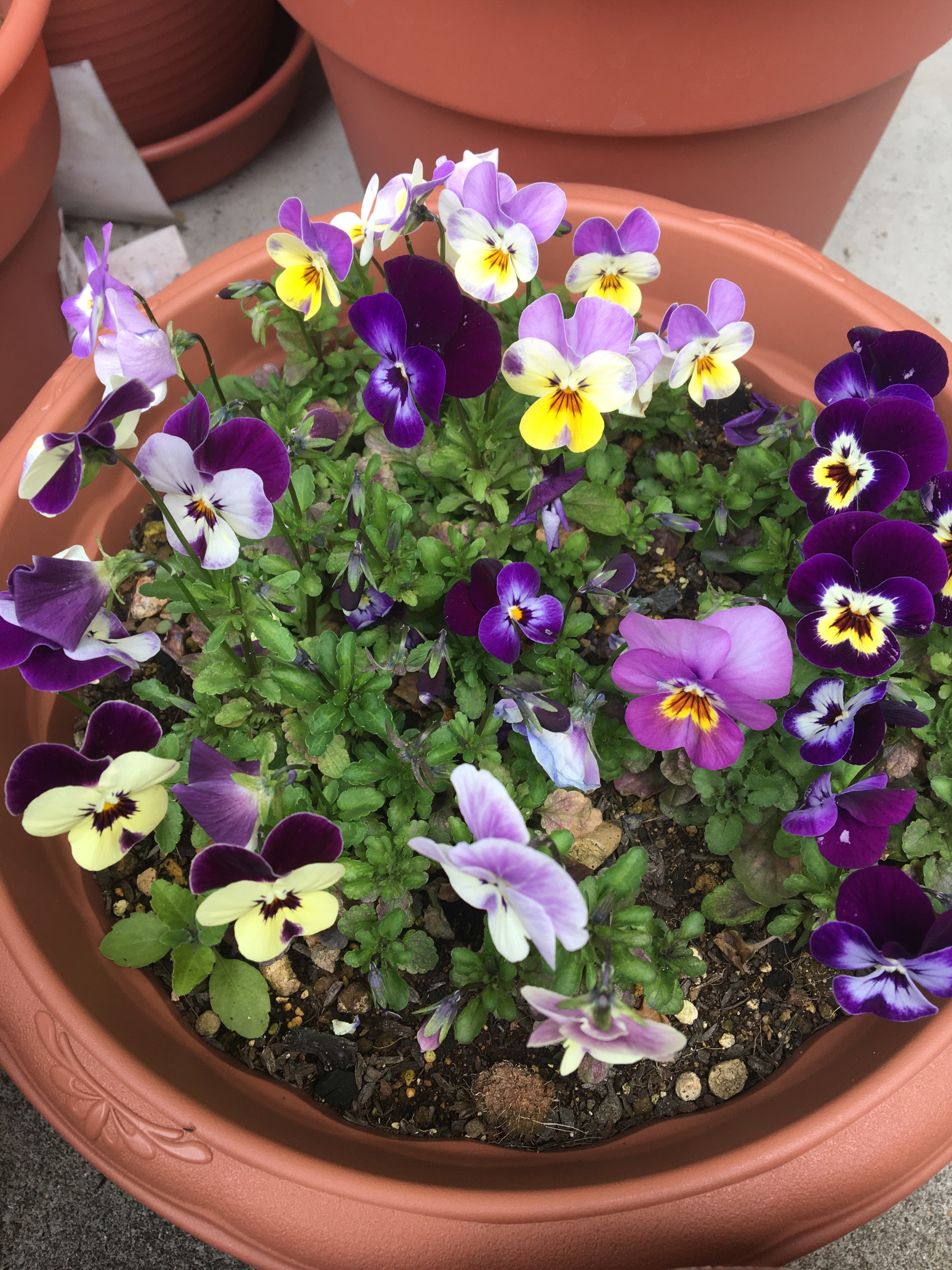 f:id:poalgarden87:20200327104506j:image f:id:poalgarden87:20200327104506j:image