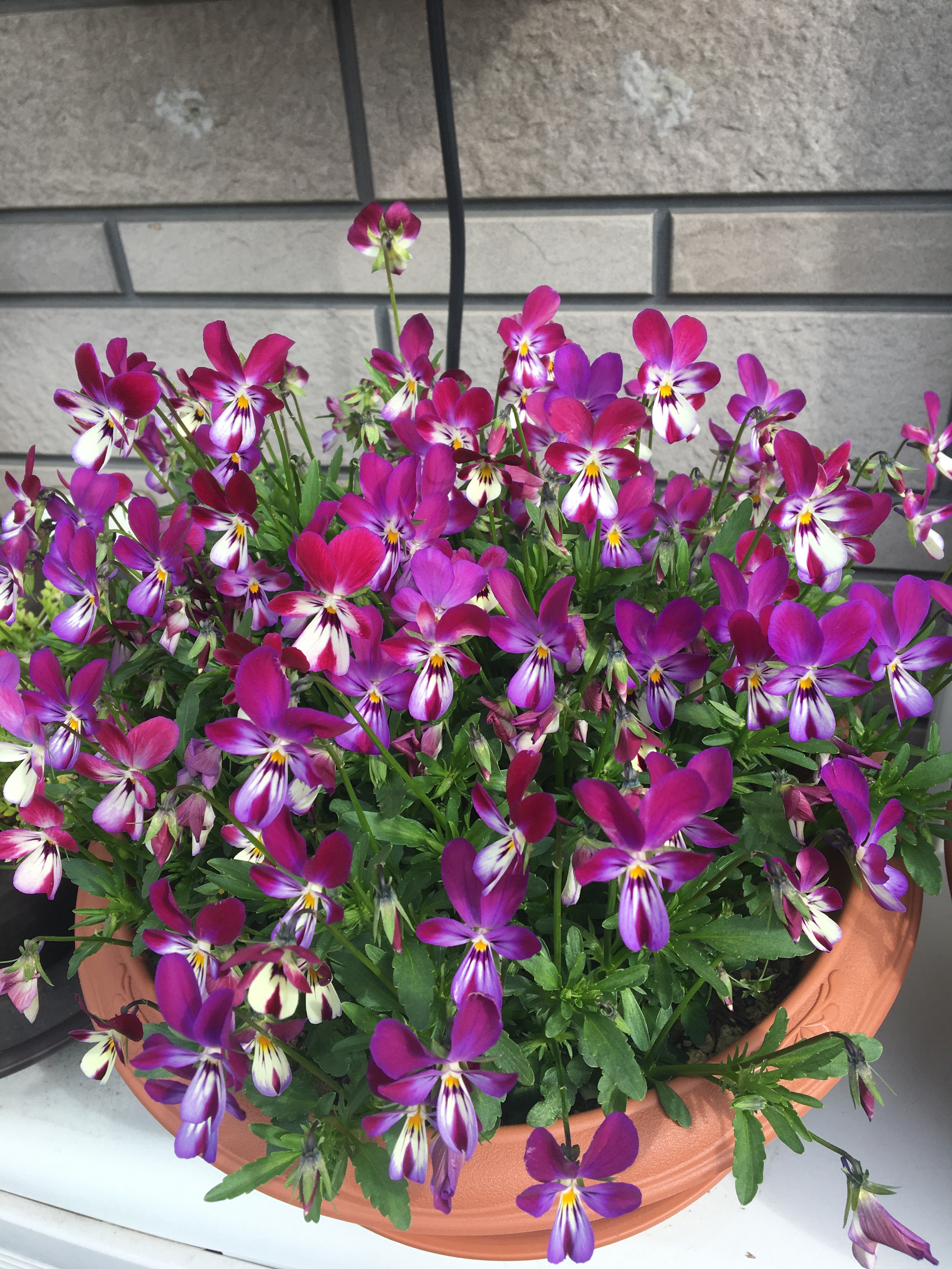 f:id:poalgarden87:20200327104734j:image f:id:poalgarden87:20200327104734j:image