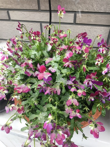 f:id:poalgarden87:20200329102531j:image f:id:poalgarden87:20200329102531j:image