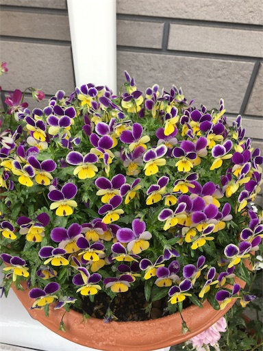f:id:poalgarden87:20200329102601j:image f:id:poalgarden87:20200329102601j:image