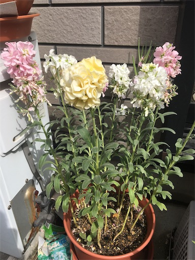 f:id:poalgarden87:20200330135351j:image f:id:poalgarden87:20200330135351j:image