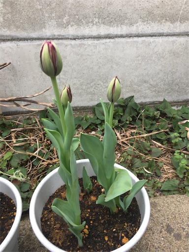 f:id:poalgarden87:20200331132329j:image f:id:poalgarden87:20200331132329j:image