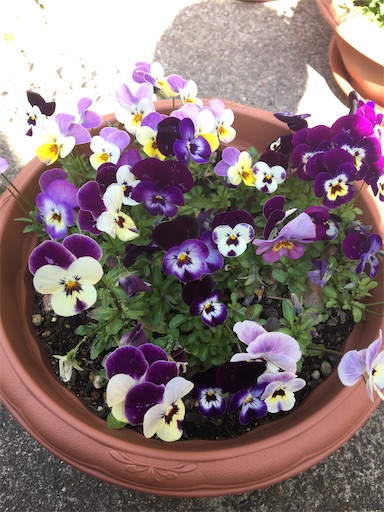 f:id:poalgarden87:20200403115903j:image f:id:poalgarden87:20200403115903j:image