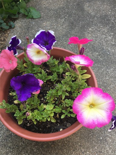 f:id:poalgarden87:20200404204229j:image f:id:poalgarden87:20200404204229j:image