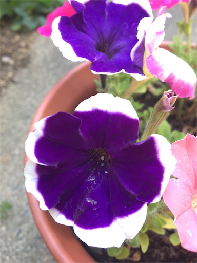 f:id:poalgarden87:20200404204236j:image f:id:poalgarden87:20200404204236j:image