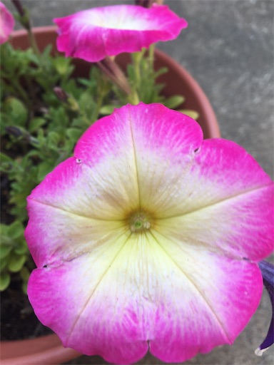 f:id:poalgarden87:20200404204340j:image f:id:poalgarden87:20200404204340j:image