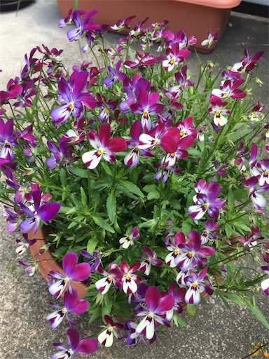 f:id:poalgarden87:20200408144013j:image f:id:poalgarden87:20200408144013j:image