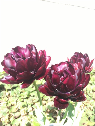 f:id:poalgarden87:20200409131250j:image f:id:poalgarden87:20200409131250j:image