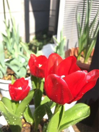 f:id:poalgarden87:20200409131441j:image f:id:poalgarden87:20200409131441j:image