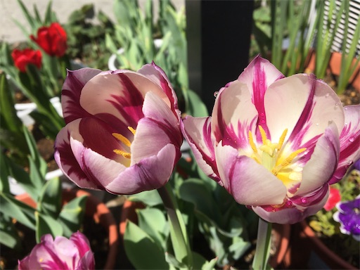 f:id:poalgarden87:20200409131543j:image f:id:poalgarden87:20200409131543j:image
