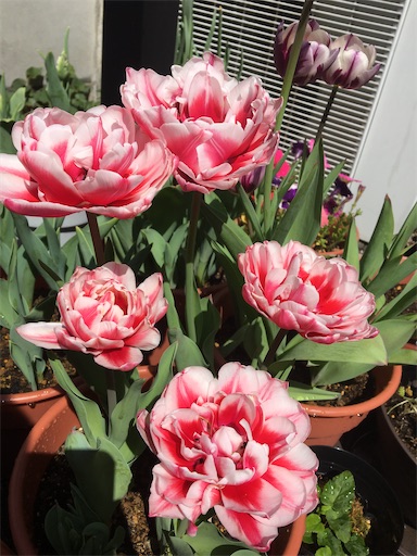 f:id:poalgarden87:20200409131552j:image f:id:poalgarden87:20200409131552j:image