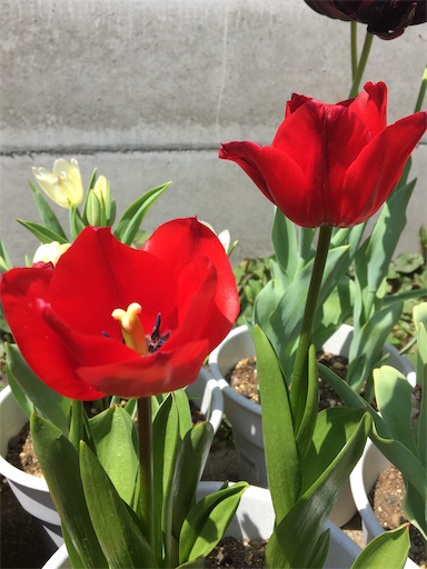 f:id:poalgarden87:20200415133653j:image f:id:poalgarden87:20200415133653j:image