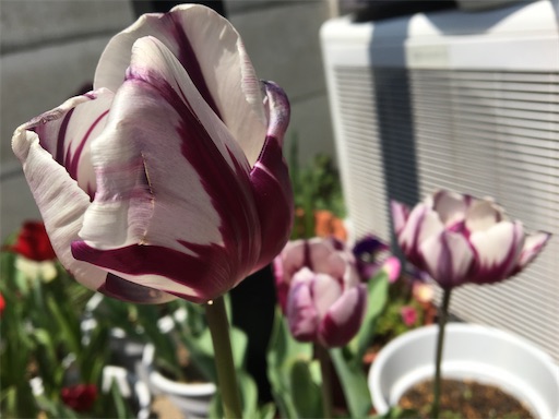 f:id:poalgarden87:20200415133745j:image f:id:poalgarden87:20200415133745j:image