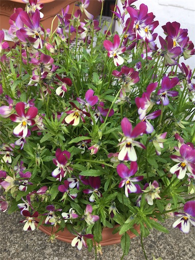 f:id:poalgarden87:20200416113853j:image f:id:poalgarden87:20200416113853j:image