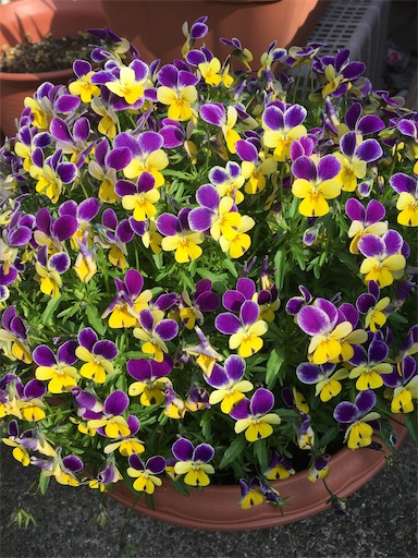 f:id:poalgarden87:20200416113908j:image f:id:poalgarden87:20200416113908j:image