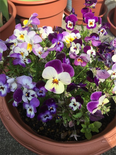 f:id:poalgarden87:20200416113923j:image f:id:poalgarden87:20200416113923j:image