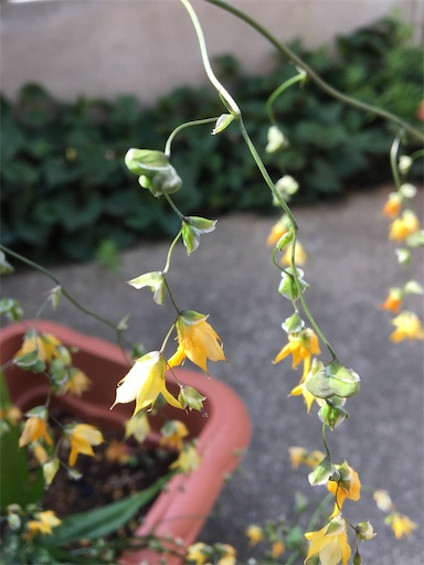 f:id:poalgarden87:20200416204737j:image f:id:poalgarden87:20200416204737j:image