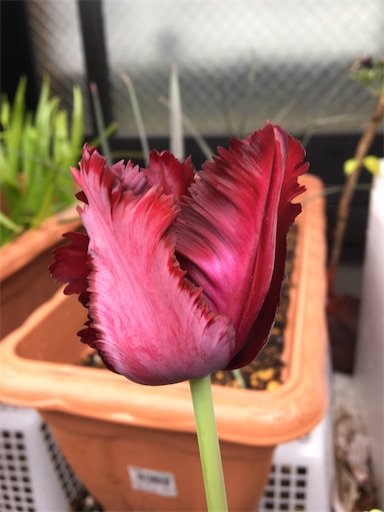 f:id:poalgarden87:20200418164719j:image f:id:poalgarden87:20200418164719j:image